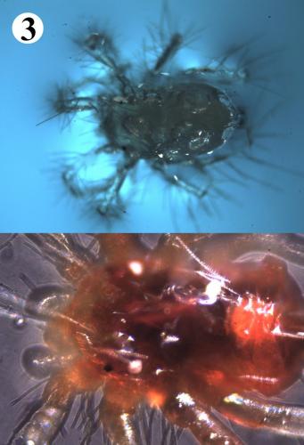Erythracarus epigeus